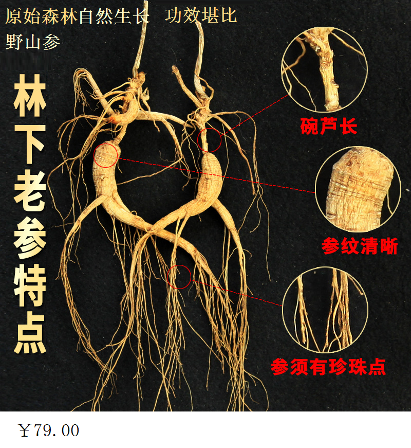 长白山高龄原始森林自然生长林下老山参