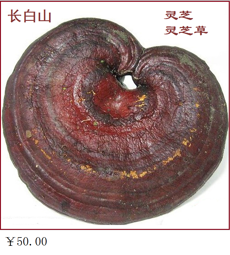 长白山灵芝 赤灵芝 灵芝片 灵芝草